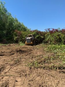 Blackberry Mowing services land clearing lot clearing tree removal
