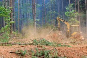 How to Hire the Best Land Clearing Company Near Me project great work