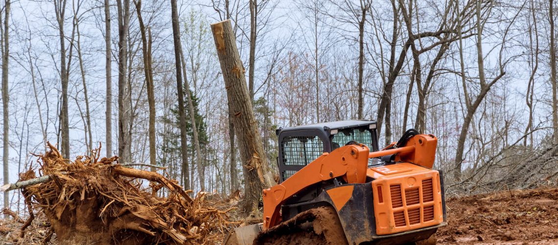 why you should consider professional tree and stump removal services